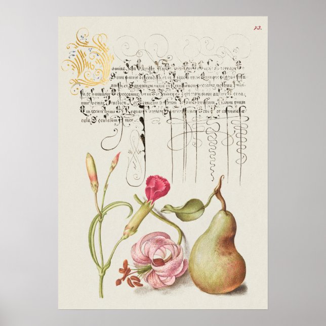 Fin Vintage botaniskt illustration Poster (Framsidan)