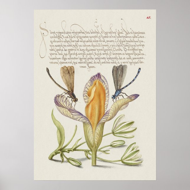 Fin Vintage botaniskt illustration Poster (Framsidan)