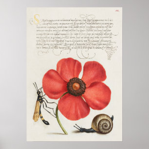 Fin Vintage botaniskt illustration Poster