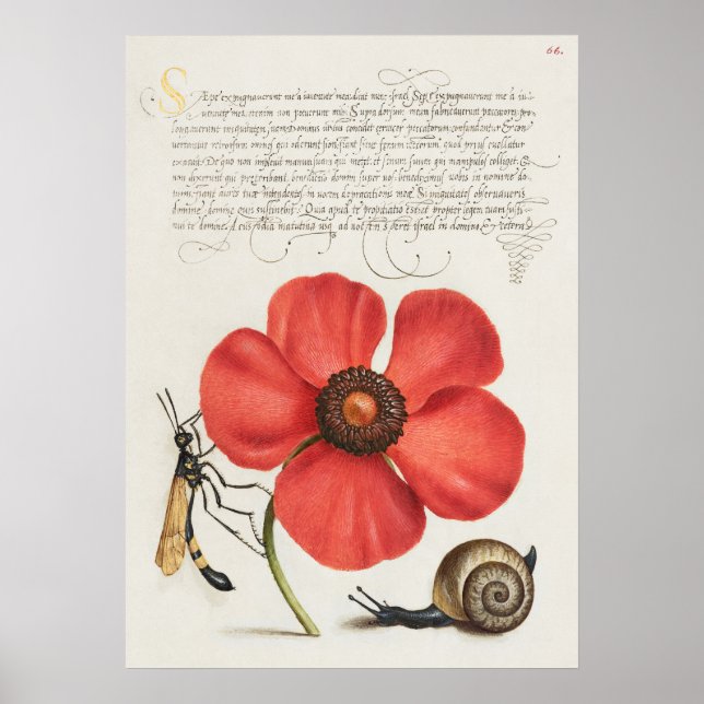 Fin Vintage botaniskt illustration Poster (Framsidan)