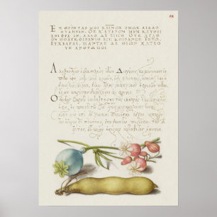 Fin Vintage botaniskt illustration Poster