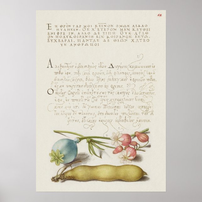 Fin Vintage botaniskt illustration Poster (Framsidan)