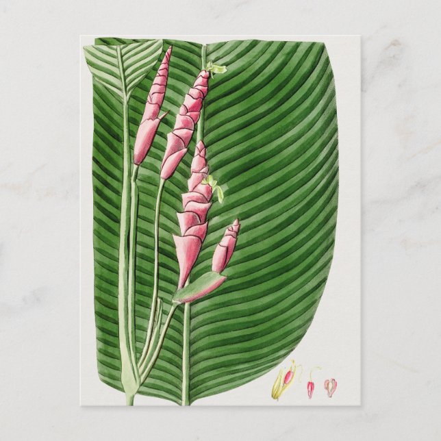 Fin Vintage botaniskt illustration Vykort (Framsida)