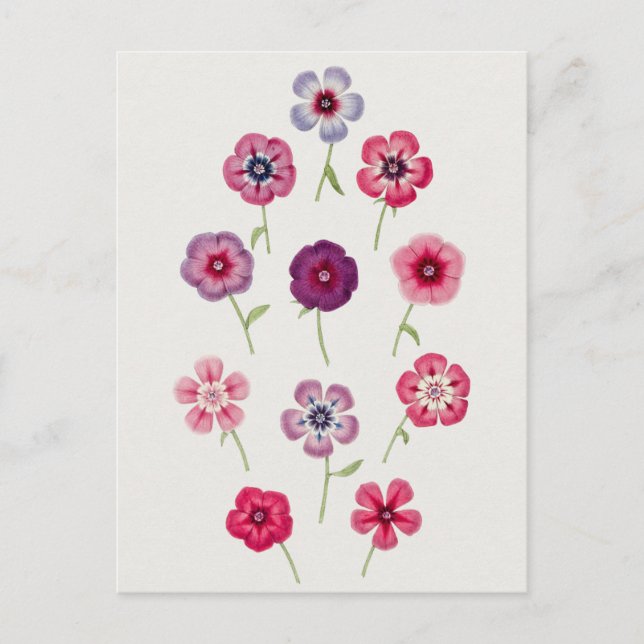Fin Vintage botaniskt illustration Vykort (Framsida)