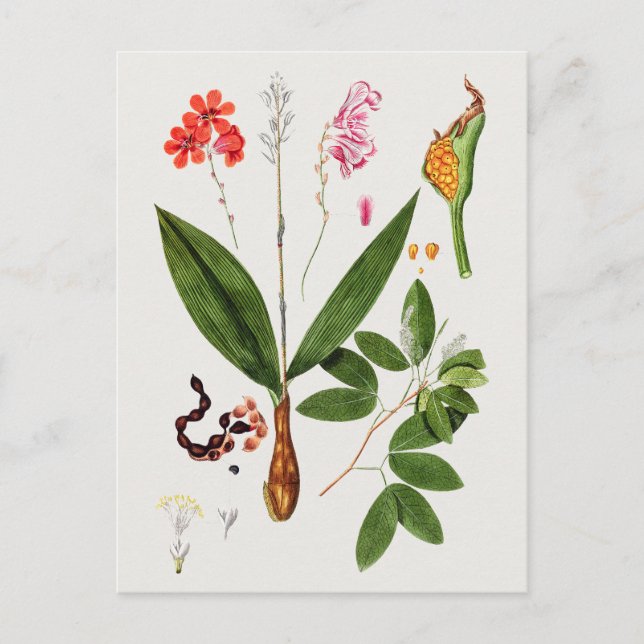 Fin Vintage botaniskt illustration Vykort (Framsida)