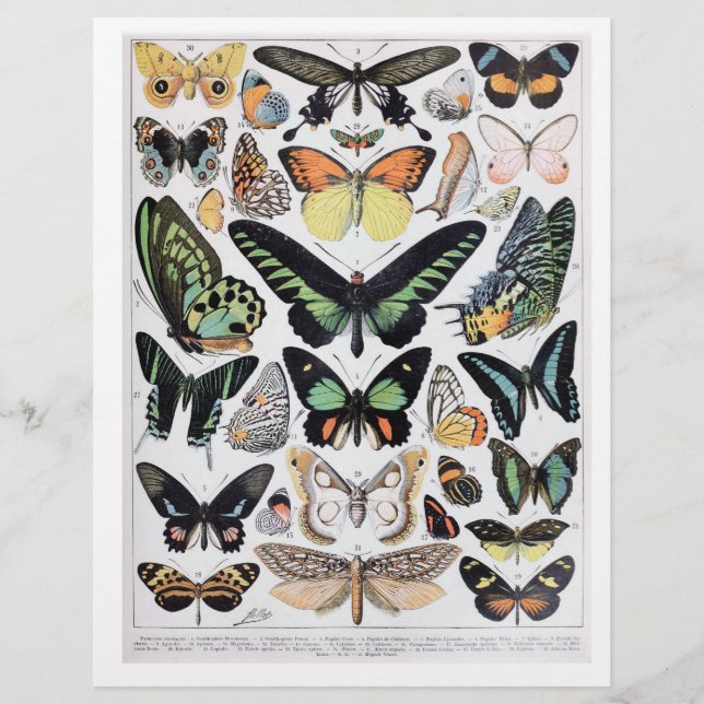 Fin Vintage Butterfly Identification Chart (Framsida)