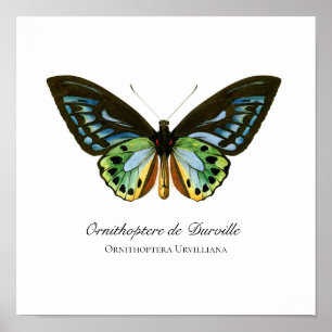 Fin Vintage-Butterfly-utskrift Poster