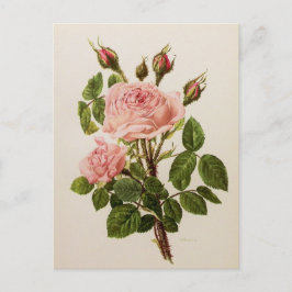 Fin Vintage Ro Blommigt Botaniskt fin konst Vykort