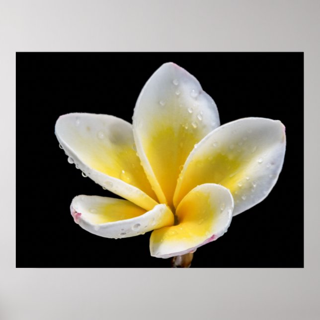 Fin vit gult Plumeria-blomma Poster (Framsidan)