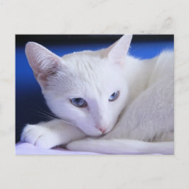 Fin vit katt/lägg till foto från din korv vykort