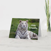 Fin vit tiger Photo Sympathy