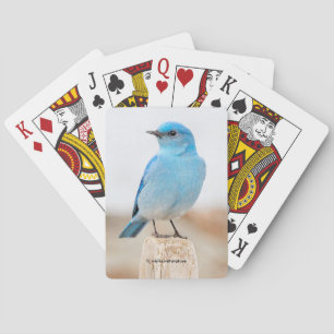 Fina bergsblåfågel på Beach Casinokort