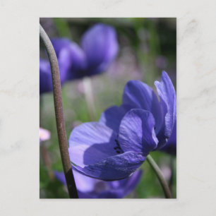 Fina blå Anemones Vykort