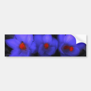 Fina blå Lila Crocus Blooms Bildekal