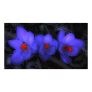 Fina blå Lila Crocus Blooms Fototryck