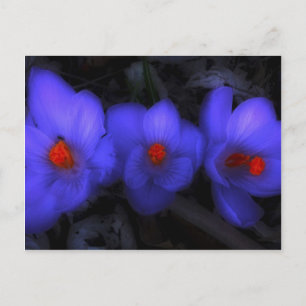 Fina blå Lila Crocus Blooms Vykort