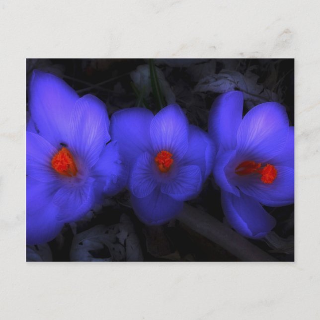 Fina blå Lila Crocus Blooms Vykort (Framsida)