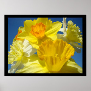 Fina Blommigt-konstutskrifter botaniska Daffodils Poster