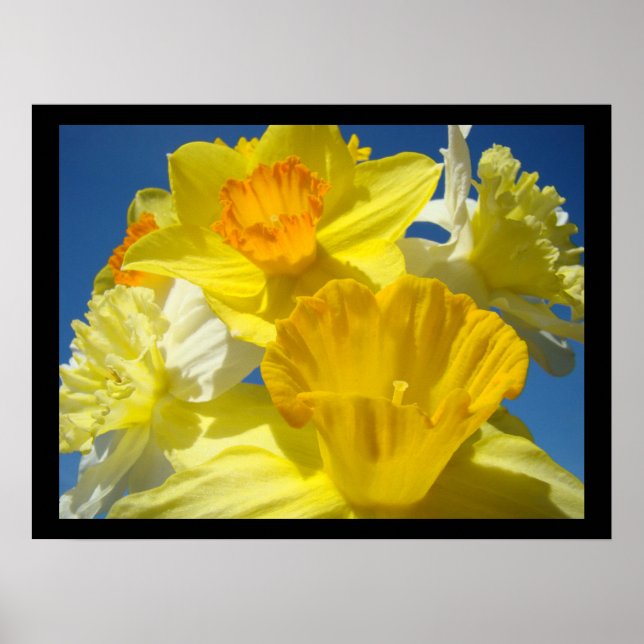 Fina Blommigt-konstutskrifter botaniska Daffodils Poster (Framsidan)