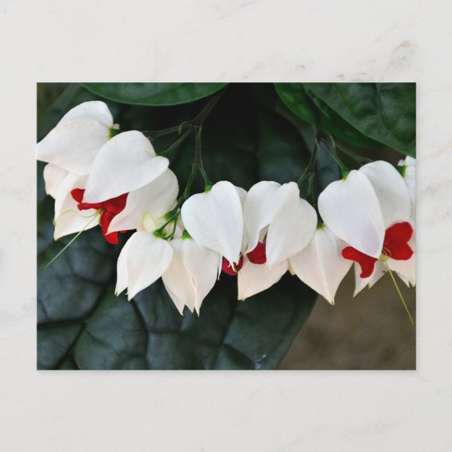 Fina blommor från Bleeding Hearts Vykort (Framsida)