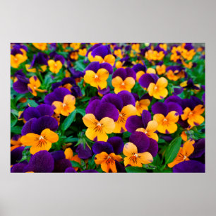 Fina blomstrande pansier i trädgården poster