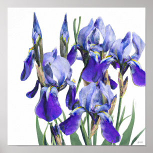 Fina botaniska vattenfärgsblå Iris-blommor Poster