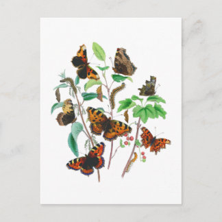 Fina Butterflies Vykort