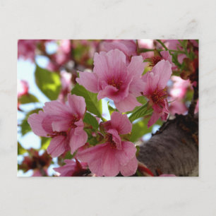 Fina Cherry Blommars Photo Anpassningsbar Postcard Vykort