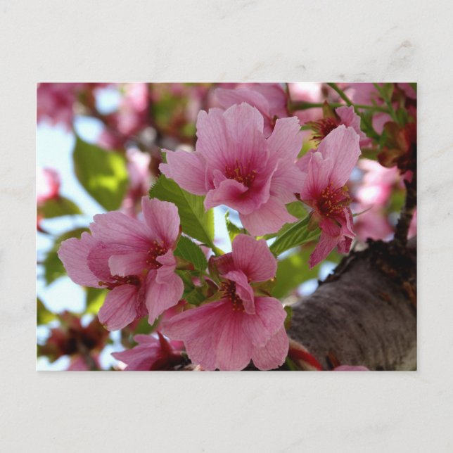 Fina Cherry Blommars Photo Anpassningsbar Postcard Vykort (Framsida)