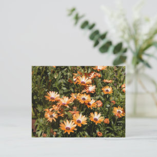 Fina Daisy Flowers Vykort