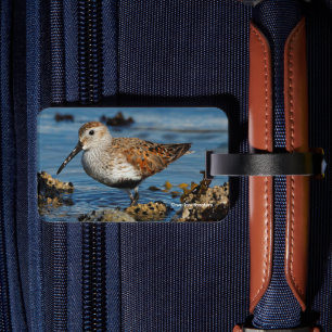 Fina Dunlin Sandpiper vid Vår-stranden Bagagebricka