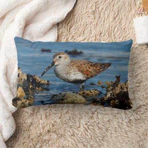 Fina Dunlin Sandpiper vid Vår-stranden Lumbarkudde
