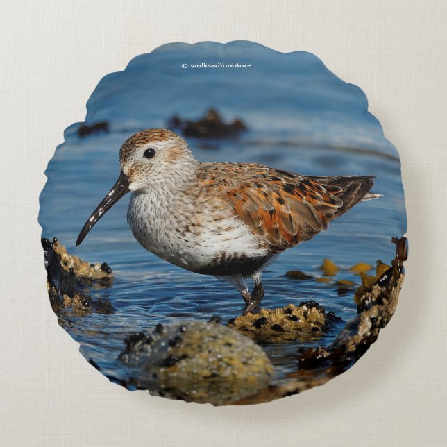 Fina Dunlin Sandpiper vid Vår-stranden Rund Kudde (Framsidan)