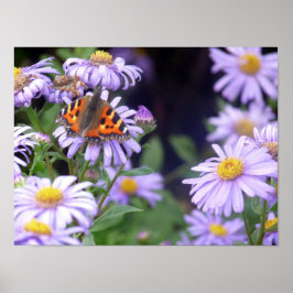 Fina fjäril på blommor poster