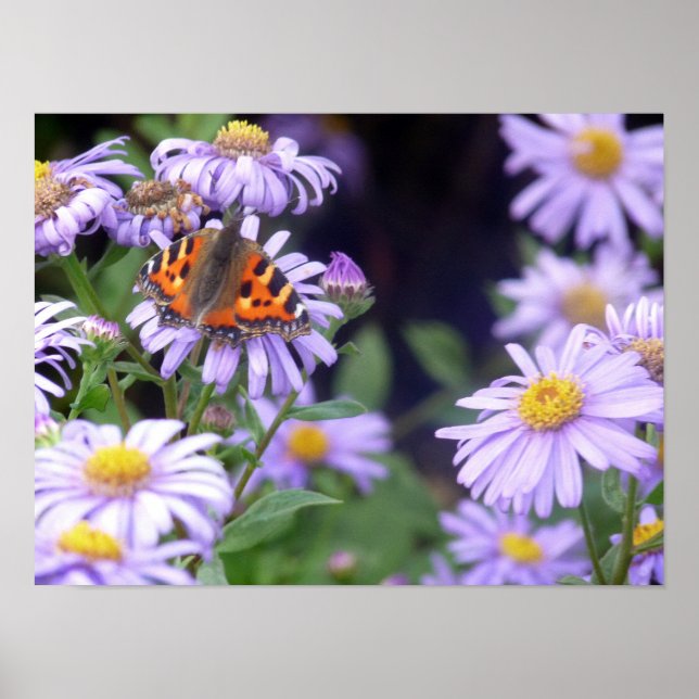 Fina fjäril på blommor poster (Framsidan)