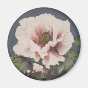 Fina fotomekaniska avtryck av Peony Flowers Magnet