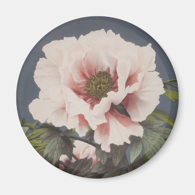 Fina fotomekaniska avtryck av Peony Flowers Magnet (Framsidan)