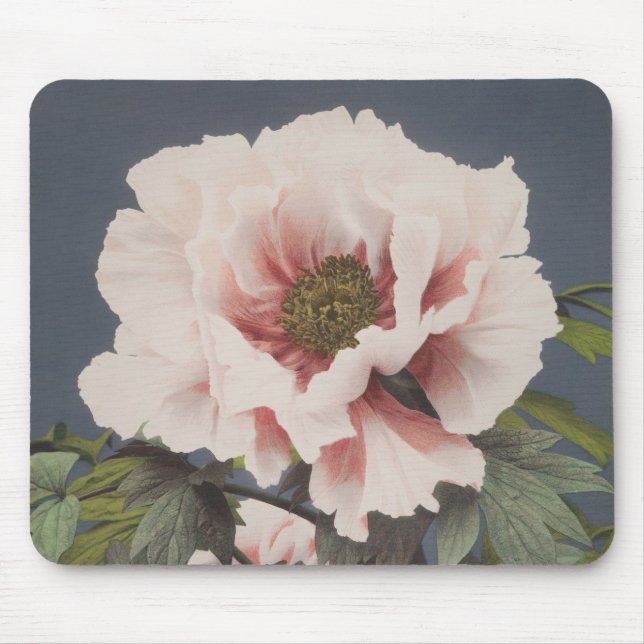 Fina fotomekaniska avtryck av Peony Flowers Musmatta (Framsidan)