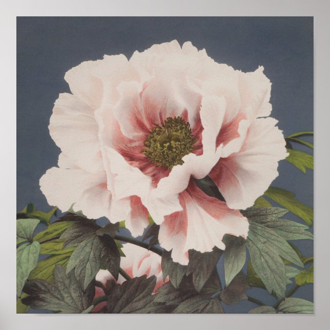 Fina fotomekaniska avtryck av Peony Flowers Poster (Framsidan)