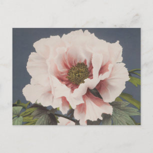 Fina fotomekaniska avtryck av Peony Flowers Vykort