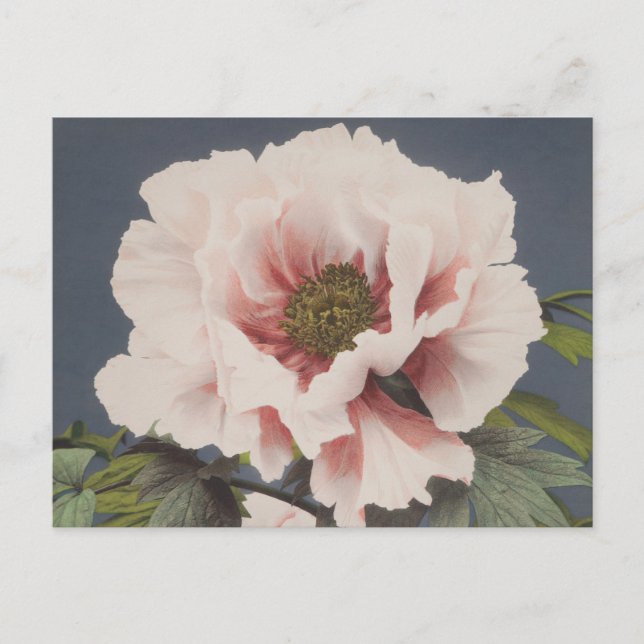 Fina fotomekaniska avtryck av Peony Flowers Vykort (Framsida)