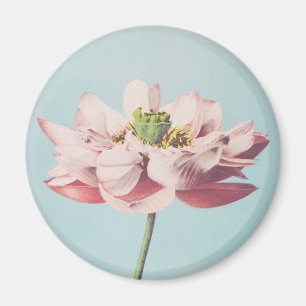 Fina fotomekaniska utskrifter av Lotus Flowers Magnet