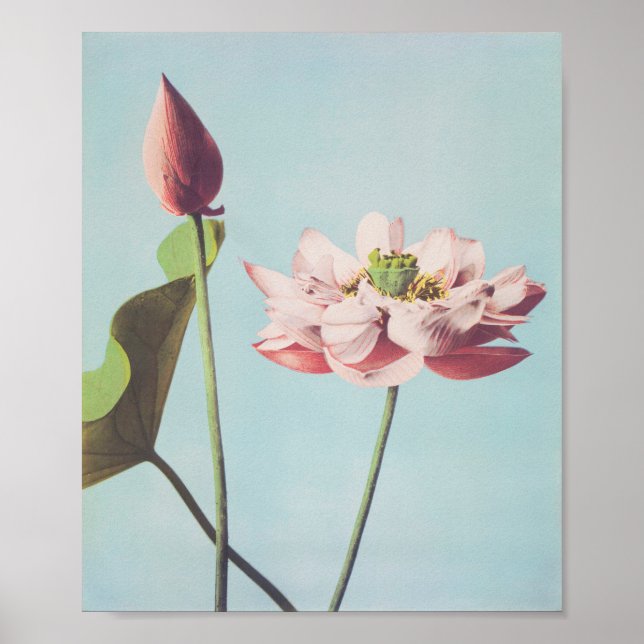 Fina fotomekaniska utskrifter av Lotus Flowers Poster (Framsidan)