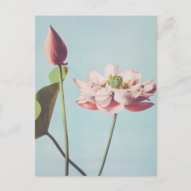 Fina fotomekaniska utskrifter av Lotus Flowers Vykort (Framsida)