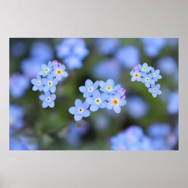Fina, glöm inte blommor poster (Framsidan)