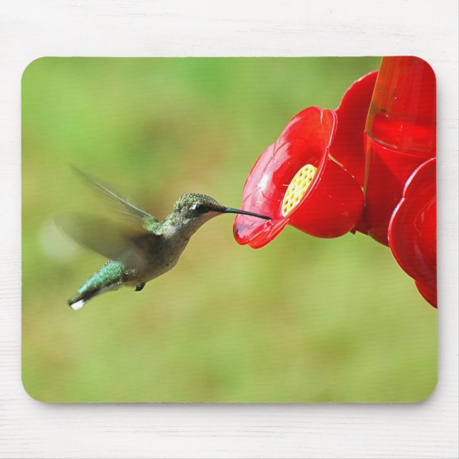 Fina Hummingbird Matar Musmatta (Framsidan)