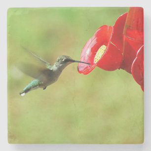 Fina Hummingbird Matar Stenunderlägg