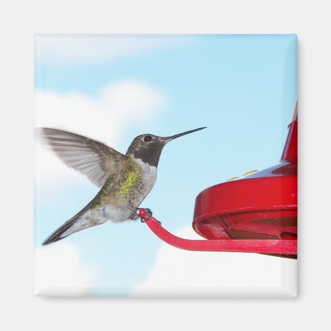 Fina Hummingbird och Feeder Square Magnet (Framsidan)