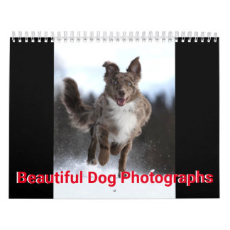 Fina Hund Foton Kalender