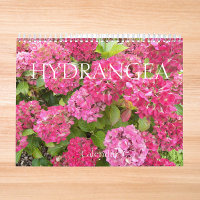 Fina Hydrangea Blooms Blommigt Fotografi